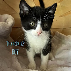 Photo of Tuxedo Kitten #2