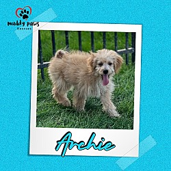 Thumbnail photo of Archie - ABC Litter - No Longer Accepting Applications #3