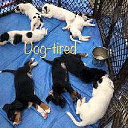 bonded pet photo