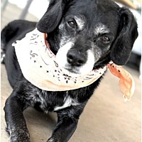 adopt-pet