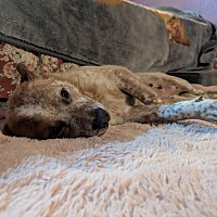 adopt a pet