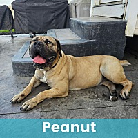 PEANUT - Mastiff available for adoption
