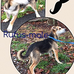 Thumbnail photo of Rufus (Pom) #3