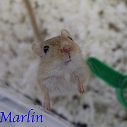 Thumbnail photo of Marlin #1