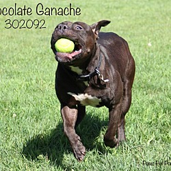 Thumbnail photo of Chocolate Ganache #2