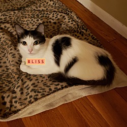 Thumbnail photo of BLISS-adopted 3-30-19 #1