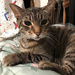 Photo of Clyde (senior cat)
