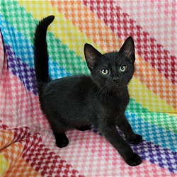 Thumbnail photo of Rainbow Sprite Kittens: HAMMY PENDING ADOPTION #2