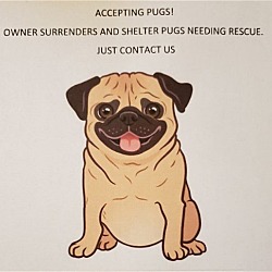 Photo of Accepting pugs into foster care