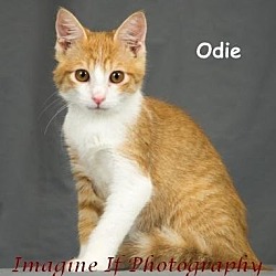 Photo of Odie