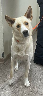 Fallon, NV - Siberian Husky. Meet Stoni a Pet for Adoption - AdoptaPet.com