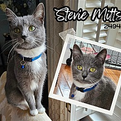 Photo of Stevie Mitts - $55 Adoption Fee Special
