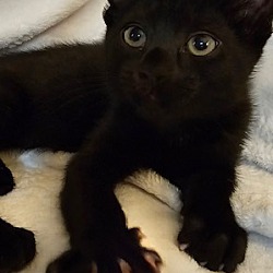 Thumbnail photo of Salem #1