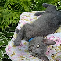 adopt a pet