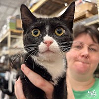 adopt a pet