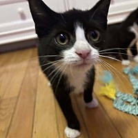 adopt a pet