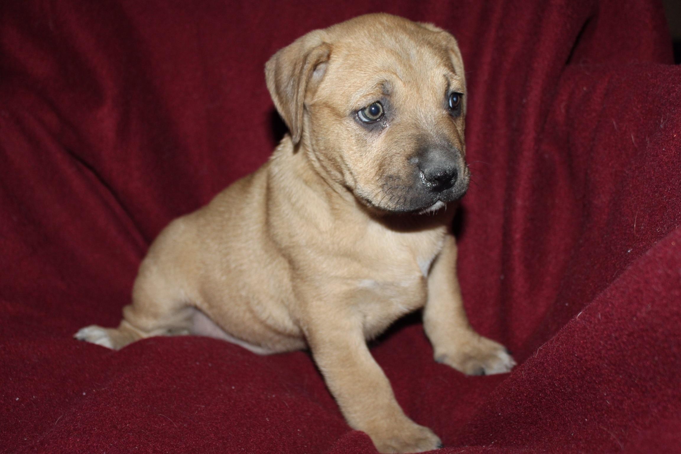 Boxer Lab Mix Puppies For Sale In Michigan