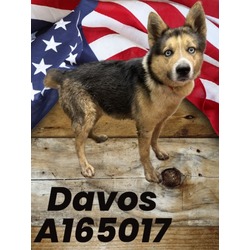 Photo of DAVOS