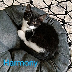Thumbnail photo of Harmony #4