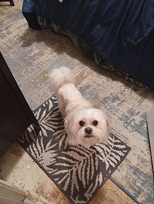 Fountain, CO - Shih Tzu/Maltese. Meet Snowball a Pet for Adoption ...