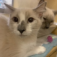 adopt a pet