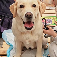 adopt-pet