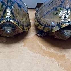 Photo of Razorback Musk Turtles