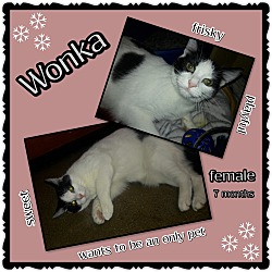 Thumbnail photo of Wonka #4
