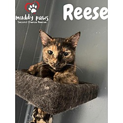 Photo of Reese (Courtesy Post)