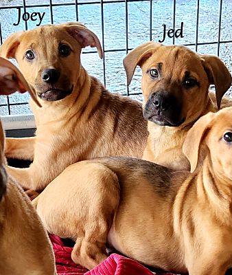 Rhodesian boxer puppy outlet