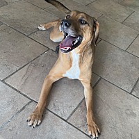 adopt a pet