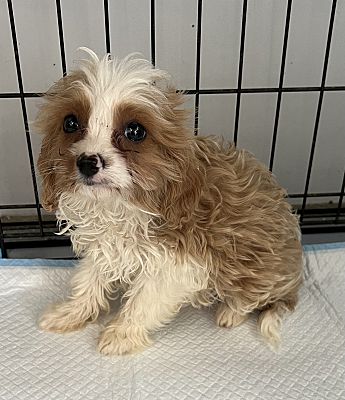 Culver City Ca Cavalier King Charles Spaniel Cavapoo Meet Bastian A Pet For Adoption