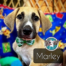 Thumbnail photo of Marley Famous Doggy #1