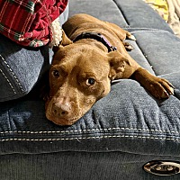 adopt a pet