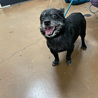 adopt-pet