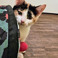 adopt a pet