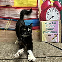 adopt a pet