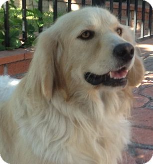 clumber spaniel cross poodle