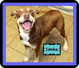 american pitbull terrier puppies louisiana simba adopted puppy covington la siberian husky american american pitbull terrier puppies louisiana simba adopted puppy covington la siberian husky american
