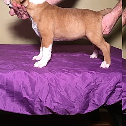Photo of American Staffordshire Terrier