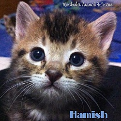 Thumbnail photo of Hamish - Loves Humans! #1
