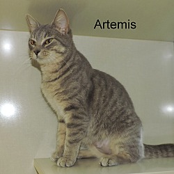 Thumbnail photo of Artemis #1