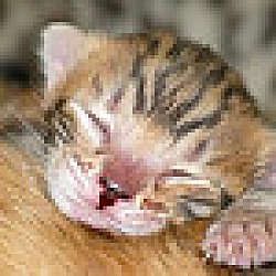 Thumbnail photo of Teeny Kittens #1