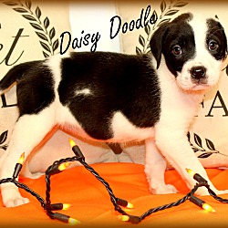 Thumbnail photo of Daisy Doodle~adopted! #3