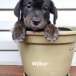 Thumbnail photo of Wilbur #1