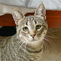 Photo of Ketzell (Meet me in the Adoption Room!)