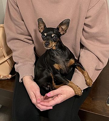 West Des Moines, IA - Miniature PinscheChihuahua. Meet Tink a Pet for