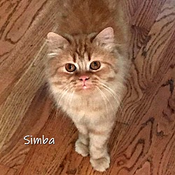 Thumbnail photo of Simba #3