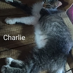 Photo of Charlie