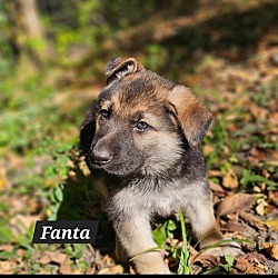 Thumbnail photo of Fanta #4